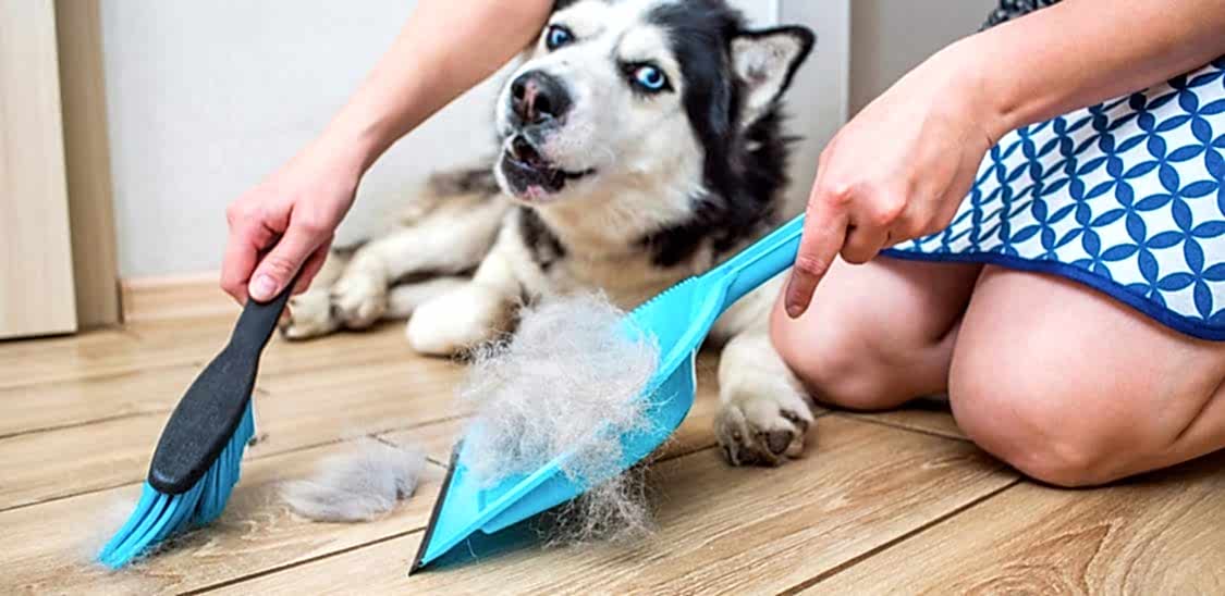 köpek sahipleri için temizlik hizmeti köpek sahipleri için temizlik hizmeti