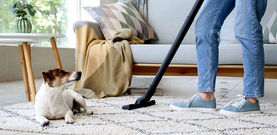 köpek sahipleri için temizlik şirketi önerileri köpek sahipleri için temizlik şirketi önerileri